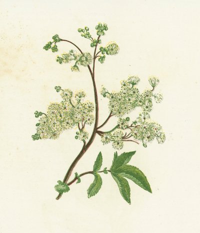 Reina de los prados, Spiraea Ulmaria de English School